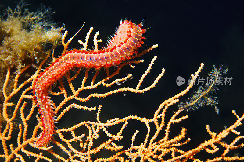 珊瑚上有胡子的萤火虫海洋生物Hermodice carunculata水下橙色柳珊瑚水肺潜水员在地中海的观点